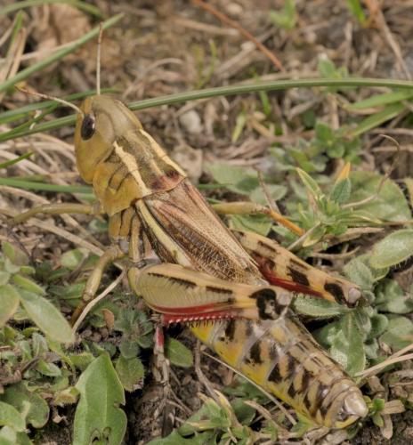 Réf. 331 227 : Arcyptera fusca